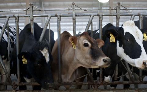 Cattle feed in a barn in Illinois, U.S., on Tuesday, Jan. 28, 2014.